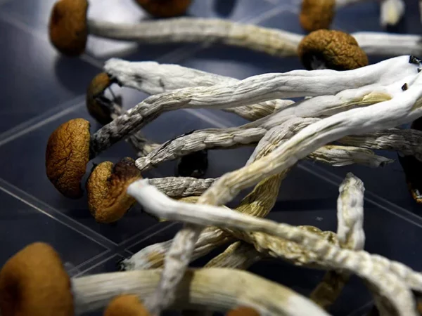 Buy Penis envy Mushrooms online, penis envy mushrooms for sale in usa australia, canada, uk, europe from wholesale supplier at best price with home delivery