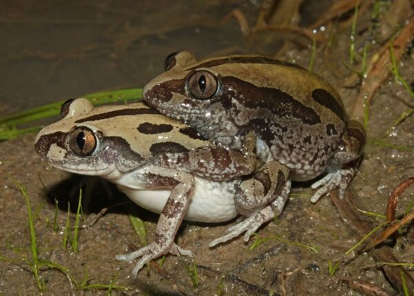 Kassina Senegalensis Toad Venom For Sale,buy Kassina Senegalensis Toad Venom online from reliable online vendor with secure and home delivery.order today
