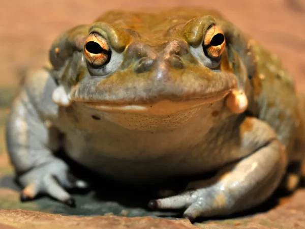 Bufo Bufo Toad Venom for sale, buy Bufo Bufo Toad Venom online from trusted and reliable online vendor at best discount rates with secure home delivery.