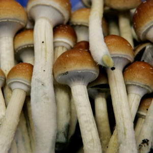 Magic mushrooms for sale, buy Magic mushrooms online at best price with secure and home delivery.order today and receive extra discount with bitcoins pay.
