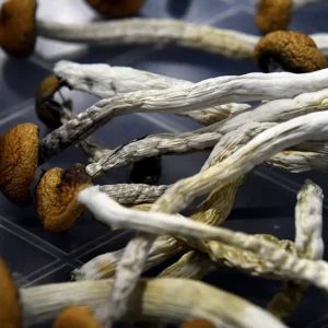 Buy Penis envy Mushrooms online, penis envy mushrooms for sale in usa australia, canada, uk, europe from wholesale supplier at best price with home delivery