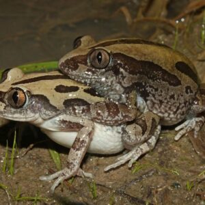 Kassina Senegalensis Toad Venom For Sale,buy Kassina Senegalensis Toad Venom online from reliable online vendor with secure and home delivery.order today