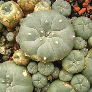 Mescaline for sale at discount rates. buy Mescaline online with secure and home delivery.order Mescaline online in uk,usa,australia,canada,europe at good ra