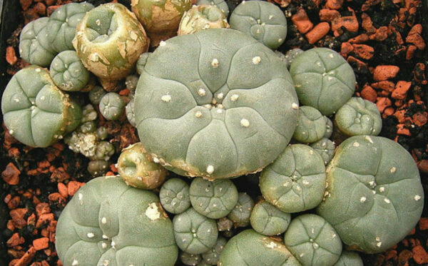 Mescaline for sale at discount rates. buy Mescaline online with secure and home delivery.order Mescaline online in uk,usa,australia,canada,europe at good ra